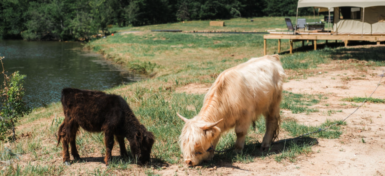 Cows grazing at Wyldstay Glamping in Greenville South Carolina
